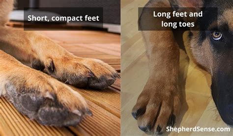 german feet|German Shepherd Feet: Normal Paws or Not (Should You Worry).